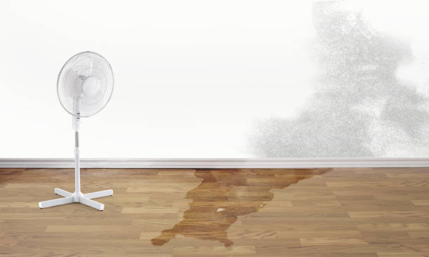 Best Carpet water damage restoration  in Ina, IL